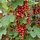 Ribes rubrum 'Laxton No 1' - Rode bes (Kale wortel) PRE-ORDER