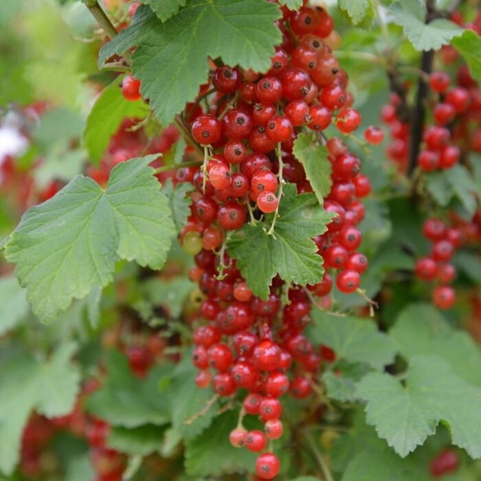 Ribes rubrum 'Laxton No 1' - Rode bes (Kale wortel) PRE-ORDER
