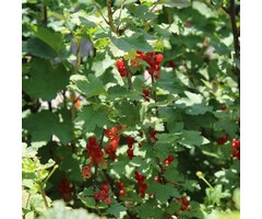 Ribes rubrum 'Red Start' - Rode bes (Kale wortel)