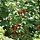 Ribes rubrum 'Red Start' - Rode bes (Kale wortel) -> PRE-ORDER