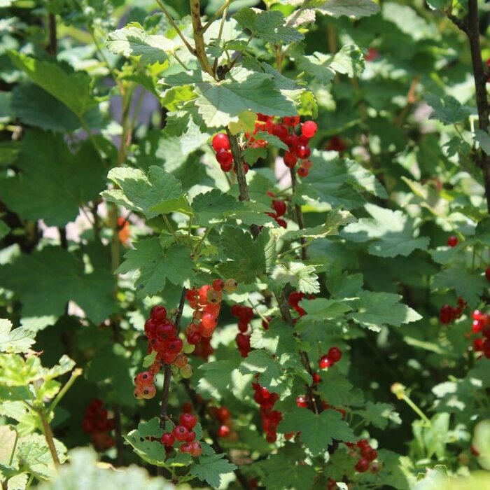 Ribes rubrum 'Red Start' - Rode bes (Kale wortel)