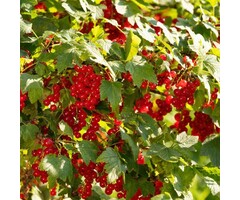 Ribes rubrum 'Rondom' - Rode bes (Kale wortel)