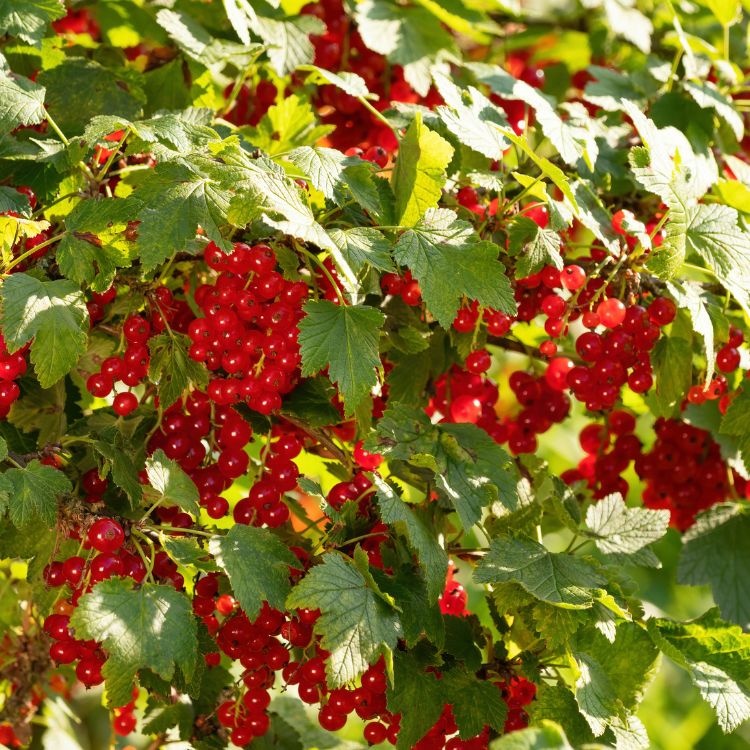 Ribes rubrum 'Rondom' - Rode bes (Kale wortel) PRE-ORDER