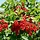Ribes rubrum 'Rotet' - Rode bes (Kale wortel) -> PRE-ORDER