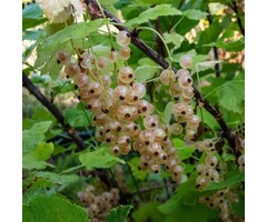 Ribes rubrum 'Witte Versailler' - Witte bes (Kale wortel)