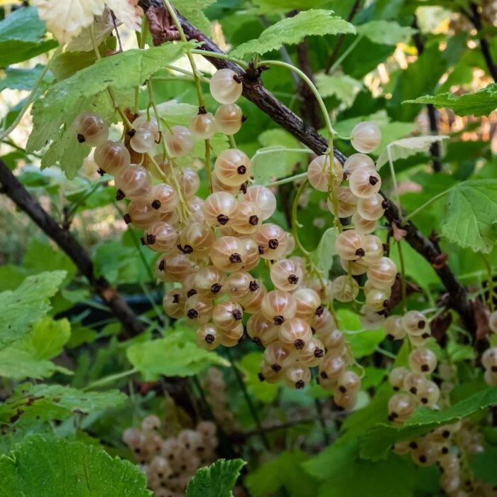 Ribes rubrum 'Witte Versailler' - Witte bes (Kale wortel)