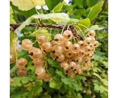 Ribes rubrum 'Zitavia' - Witte bes (Kale wortel)