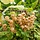 Ribes rubrum 'Zitavia' - Witte bes (Kale wortel) -> PRE-ORDER