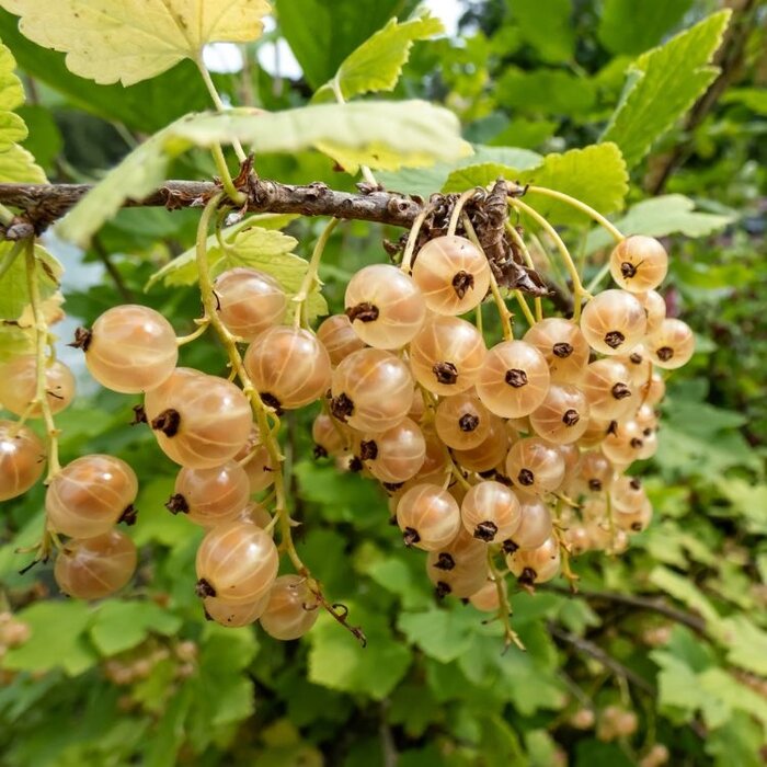 Ribes rubrum 'Zitavia' - Witte bes (Kale wortel)