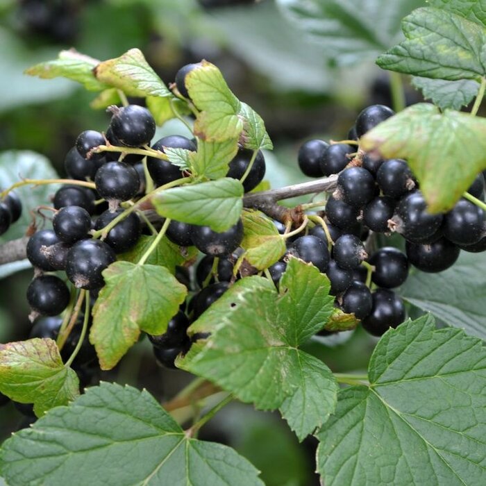 Ribes nigrum 'Ben Nevis' - Zwarte bes (Kale wortel) PRE-ORDER