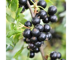 Ribes nigrum 'Big Ben' - Zwarte bes (Kale wortel)