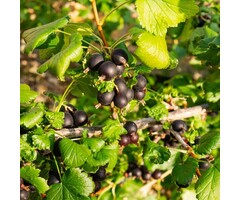 Ribes nigrum 'Hedda' - Zwarte bes (Kale wortel)