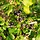 Ribes nigrum 'Hedda' - Zwarte bes (Kale wortel) -> PRE-ORDER