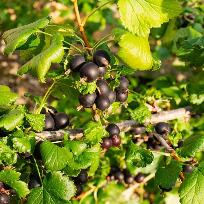 Ribes nigrum 'Hedda' - Zwarte bes (Kale wortel)