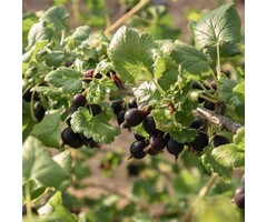 Ribes nigrum 'Silvergieter's Zwarte' - Zwarte bes (Kale wortel)