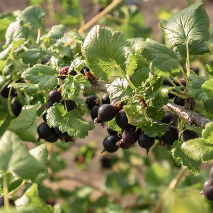 Ribes nigrum 'Silvergieter's Zwarte' - Zwarte bes (Kale wortel)