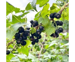 Ribes nigrum 'Wellington XXX' - Zwarte bes (Kale wortel)