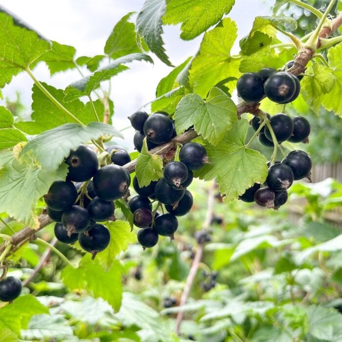 Ribes nigrum 'Wellington XXX' - Zwarte bes (Kale wortel) PRE-ORDER