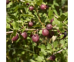Ribes uva-crispa 'Achilles' - Kruisbes (Kale wortel)