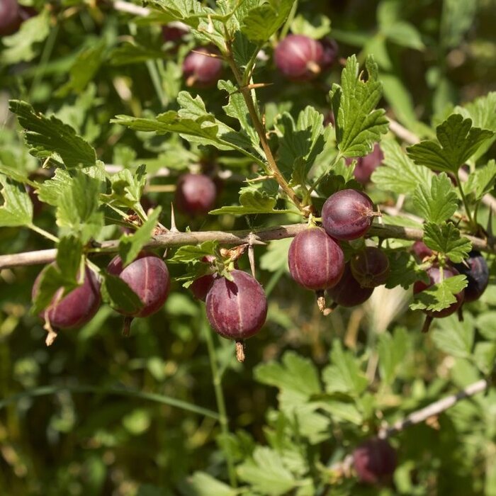Ribes uva-crispa 'Achilles' - Kruisbes (Kale wortel) PRE-ORDER