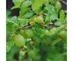 Ribes uva-crispa 'Tatjana' - Kruisbes (Kale wortel)