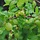 Ribes uva-crispa 'Tatjana' - Kruisbes (Kale wortel) -> PRE-ORDER