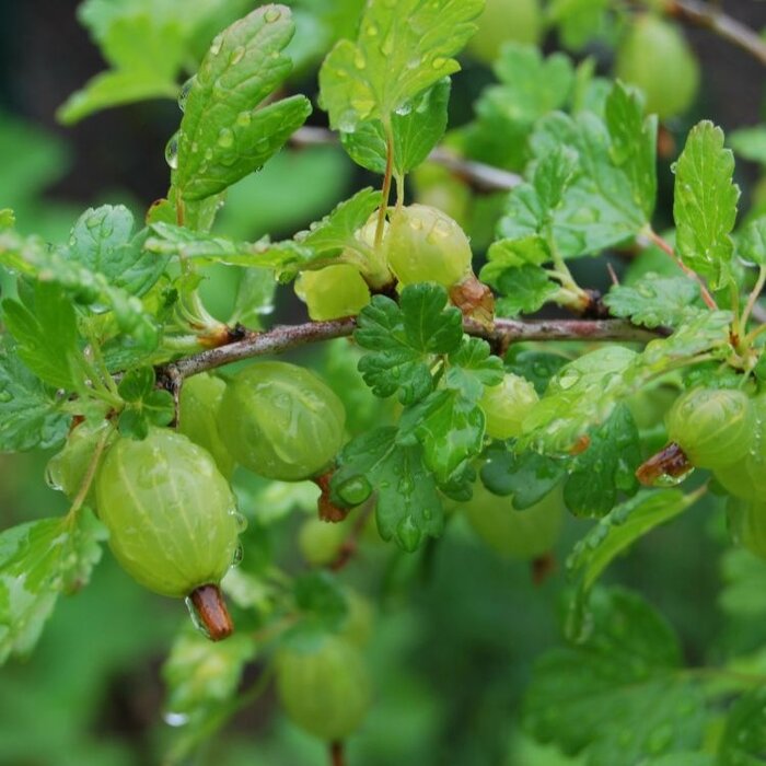 Ribes uva-crispa 'Tatjana' - Kruisbes (Kale wortel)