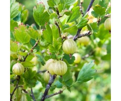Ribes uva-crispa 'Whitesmith' - Kruisbes (Kale wortel)