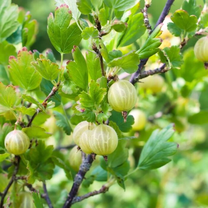 Ribes uva-crispa 'Whitesmith' - Kruisbes (Kale wortel) PRE-ORDER