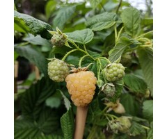 Rubus idaeus 'All Gold' - Framboos (Kale wortel)