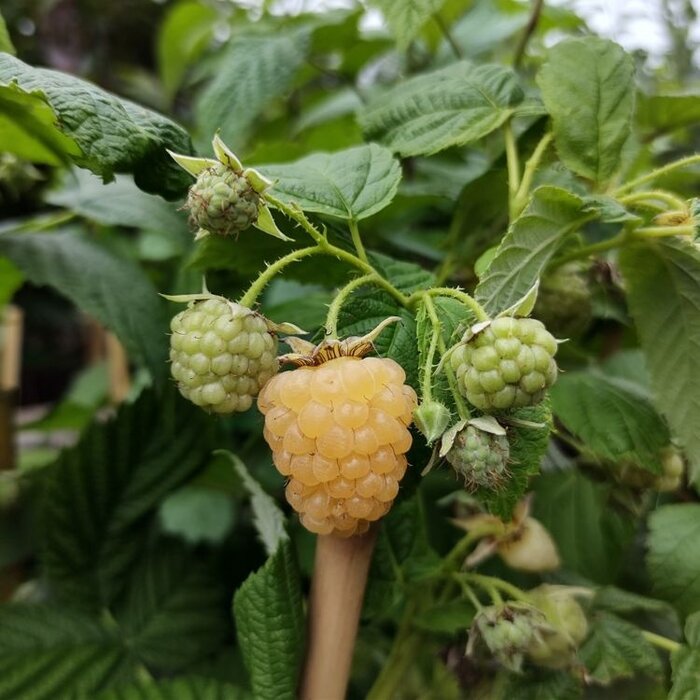Rubus idaeus 'All Gold' - Framboos (Kale wortel)