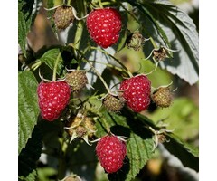 Rubus idaeus 'Autumn Bliss' - Herfstframboos (Kale wortel)