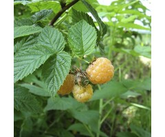 Rubus idaeus 'Blondy' - Gele Framboos (Kale wortel)