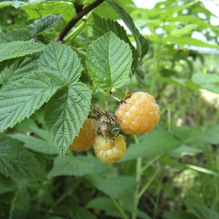 Rubus idaeus 'Blondy' - Gele Framboos (Kale wortel) PRE-ORDER