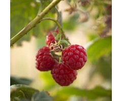 Rubus idaeus 'Ottawa' - Framboos (Kale wortel)