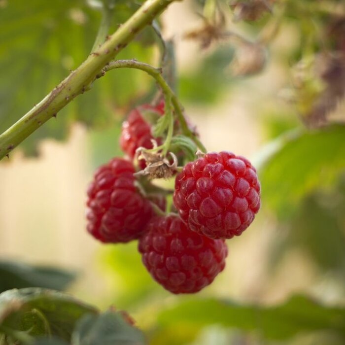 Rubus idaeus 'Ottawa' - Framboos (Kale wortel)