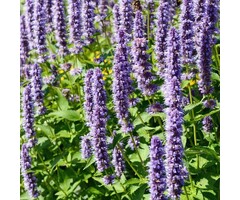 Dropplant - Agastache rugosa Little Adder
