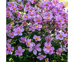 Herfstanemoon - Anemone hybrida Hadspen Abundance