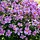 Herfstanemoon - Anemone hybrida Hadspen Abundance