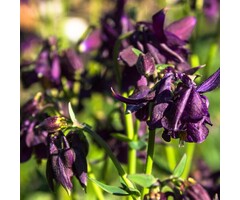 Akelei - Aquilegia vulgaris Black Barlow