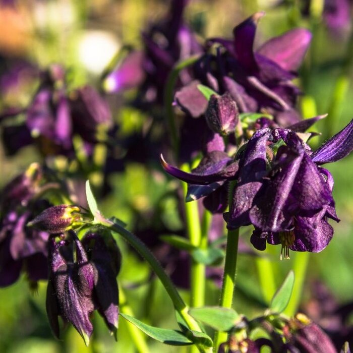Akelei - Aquilegia vulgaris Black Barlow