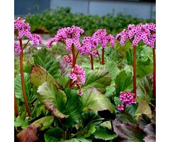 Schoenlappersplant - Bergenia Rotblum