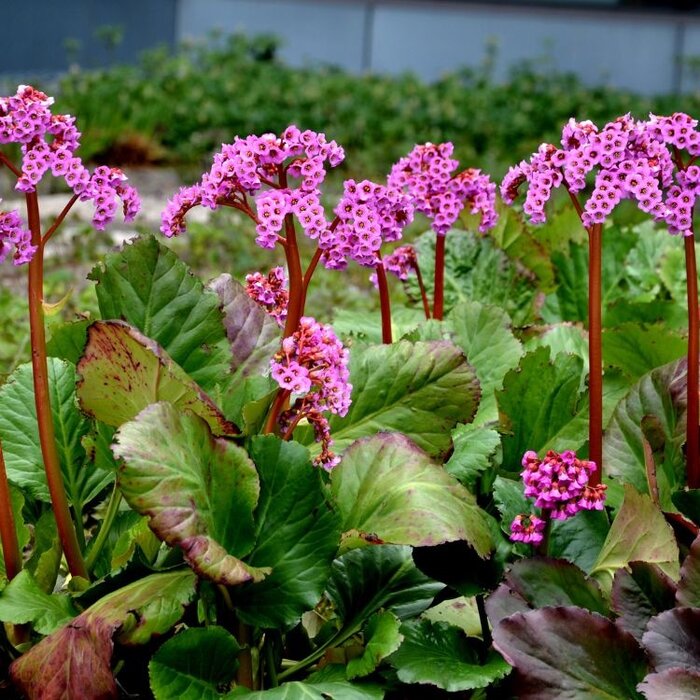 Schoenlappersplant - Bergenia Rotblum