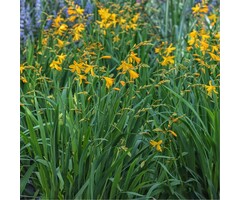 Montbretia - Crocosmia George Davidson