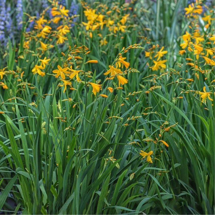 Montbretia - Crocosmia George Davidson