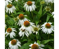 Witte Zonnehoed - Echinacea purpurea Alba