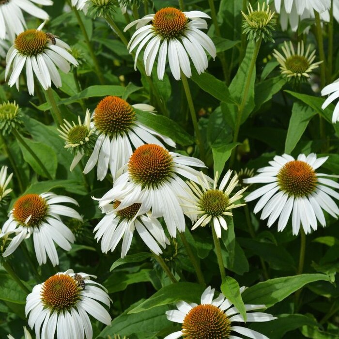 Witte Zonnehoed - Echinacea purpurea Alba