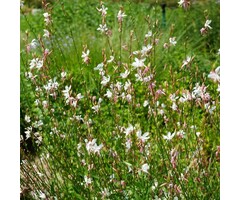 Prachtkaars - Gaura lindheimeri Sparkle White