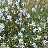 Prachtkaars - Gaura lindheimeri