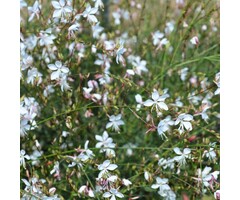 Prachtkaars - Gaura lindheimeri
